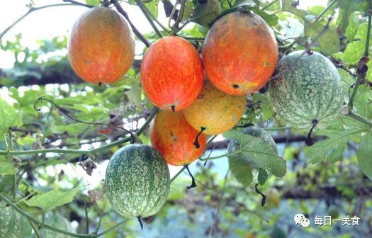吊瓜不能和什么吃,揭秘不能与哪些食物同食