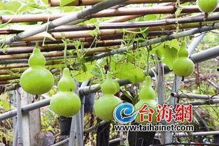 夏季葫芦瓜怎么吃,夏季葫芦瓜的多样美味吃法