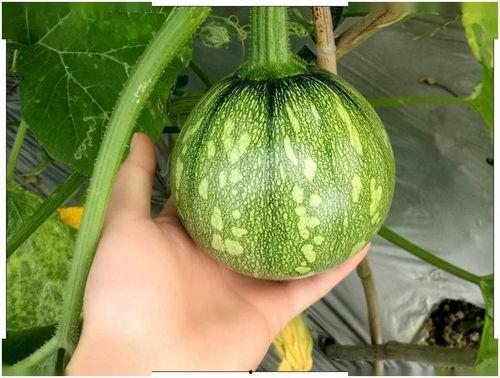 小婉吃瓜,揭秘娱乐圈那些不为人知的幕后故事