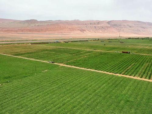 吐鲁番高昌区吃瓜,瓜果飘香，尽享甜蜜夏日盛宴