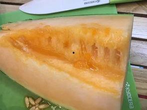 伽师瓜怎么吃减肥,轻松享瘦的天然选择