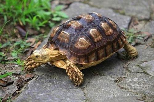 宠物龟吃瓜,宠物龟的夏日美食之旅