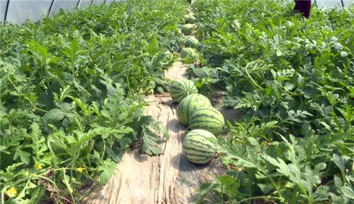 邹城最新吃瓜事件视频,视频揭秘惊人真相！