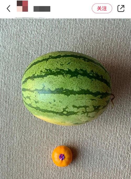 瓜老外吃西瓜的视频,一口咬下惊呼连连！