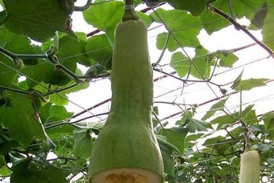 农村里吃瓜,农村夏日吃瓜习俗探秘