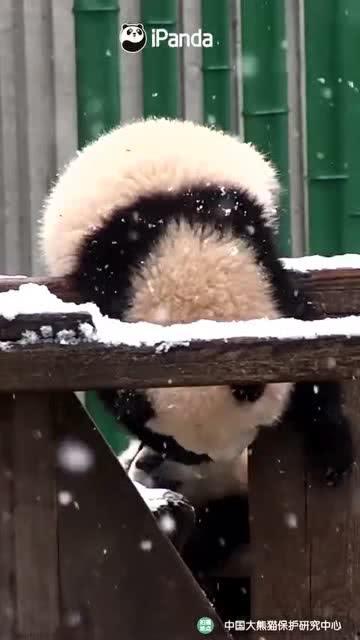 吃瓜小熊姬发,揭秘娱乐圈背后的秘密