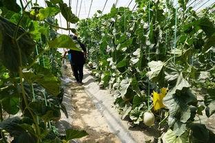 吃金黄的瓜视频,揭秘美味瓜果的秘密