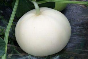 妹妹吃梨瓜视频,视频分享甜蜜滋味